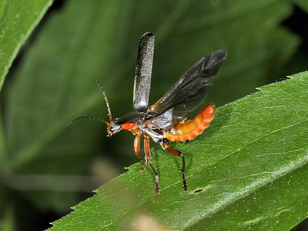 Fasi di volo di Cantharis pellucida